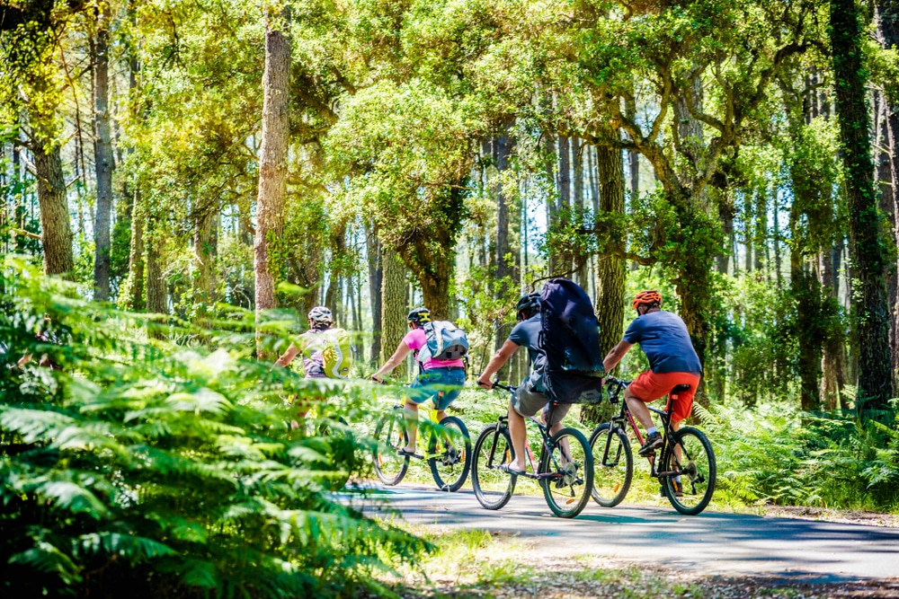 Balade à vélo en forêt landaise