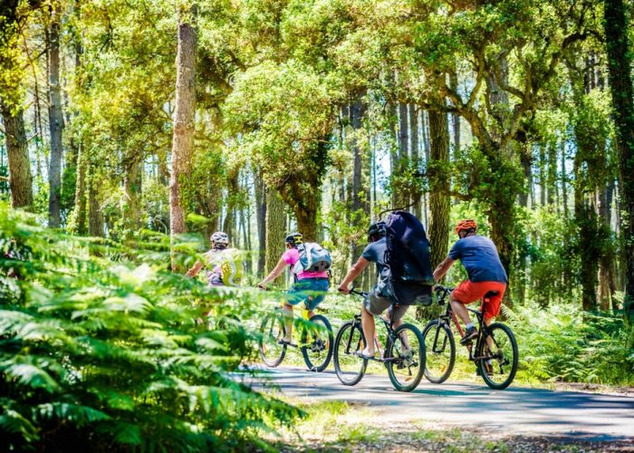 Balade à vélo en forêt landaise